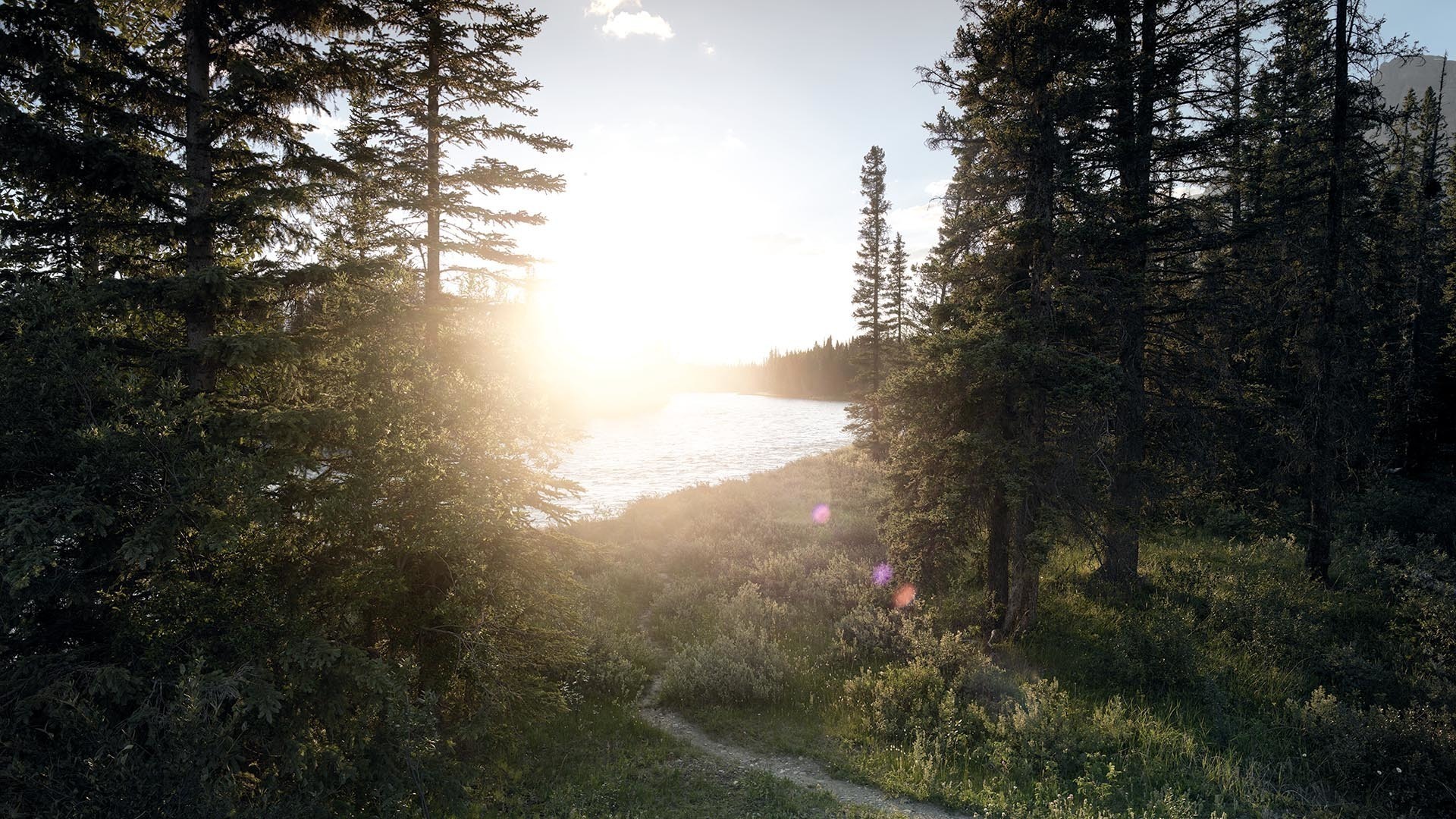 Beamed pine forest at river bank in summer
