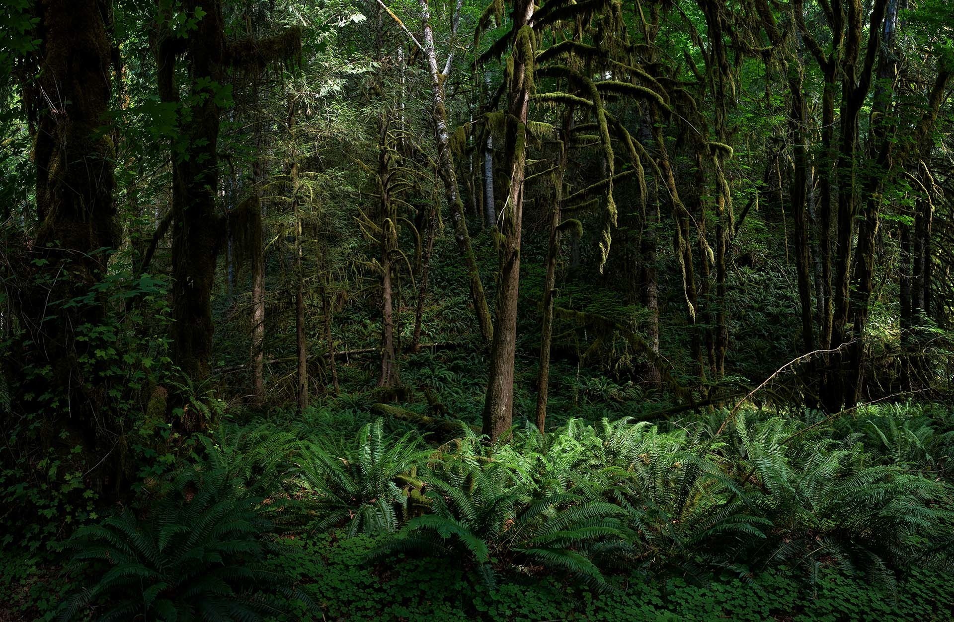 Vivid green deep forest with fern and bushes